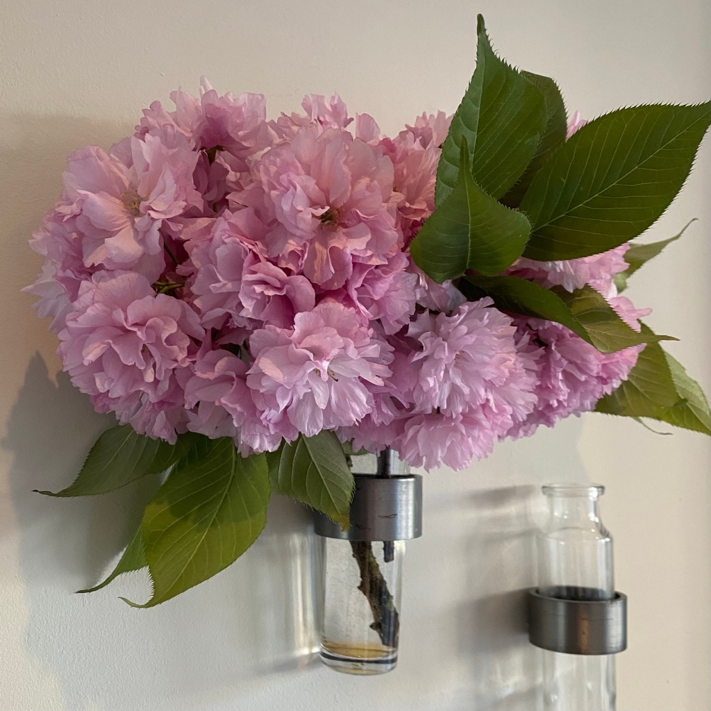 A small glass vase mounted on a while wall holds a profusion of fluffy pink blooms with some green leaves.